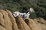 DALMATIEN 153